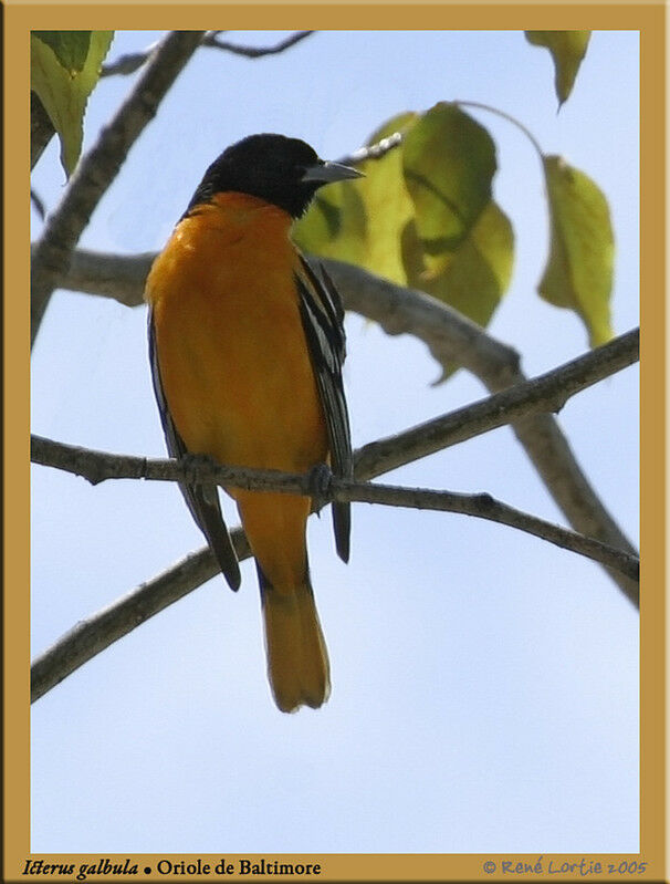 Oriole du Nord