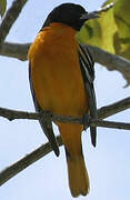 Baltimore Oriole