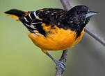 Oriole du Nord