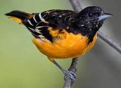 Oriole du Nord