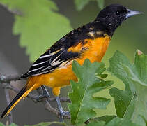 Oriole du Nord