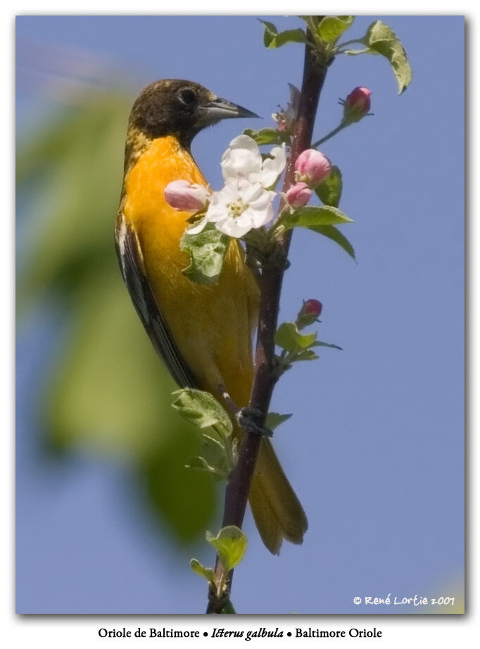 Oriole du Nord