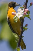 Baltimore Oriole