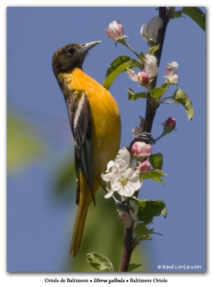 Baltimore Oriole male