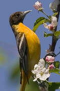 Baltimore Oriole