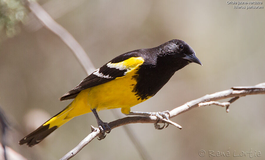 Oriole jaune-verdâtre mâle adulte, identification