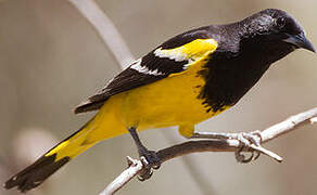 Scott's Oriole