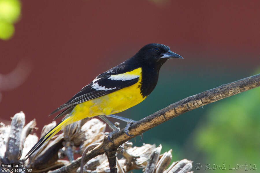 Oriole jaune-verdâtre mâle adulte, identification