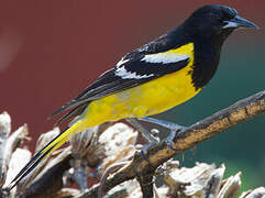 Oriole jaune-verdâtre