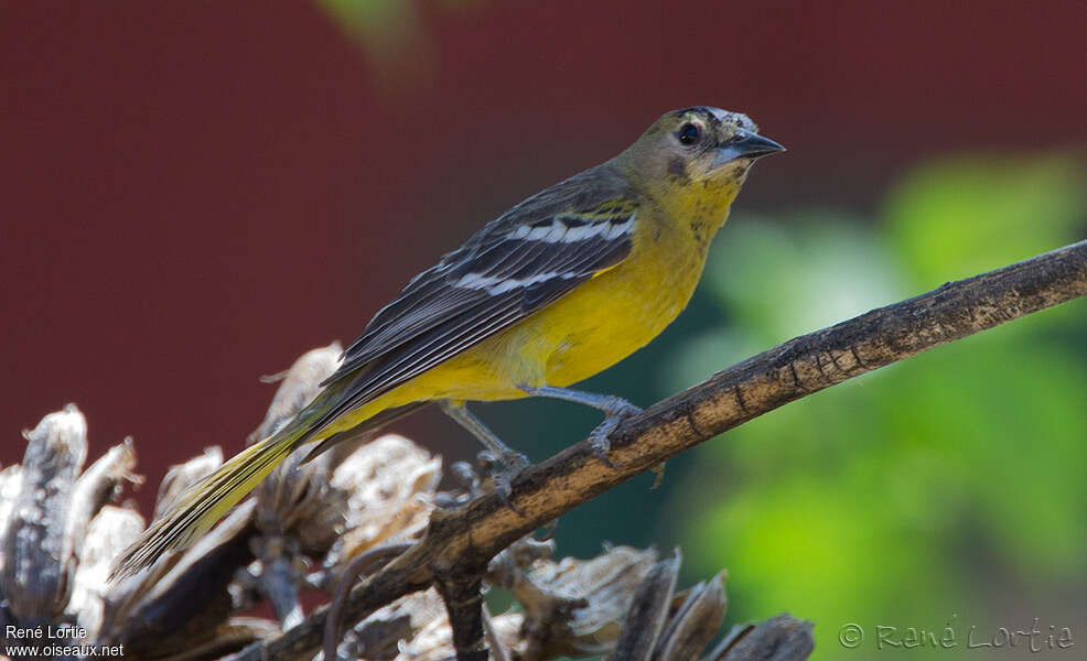 Oriole jaune-verdâtreimmature, identification