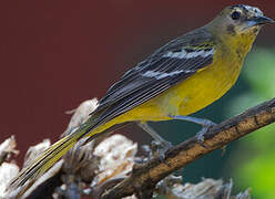 Oriole jaune-verdâtre