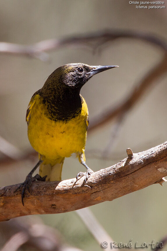 Oriole jaune-verdâtre mâle 1ère année, identification