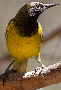 Oriole jaune-verdâtre