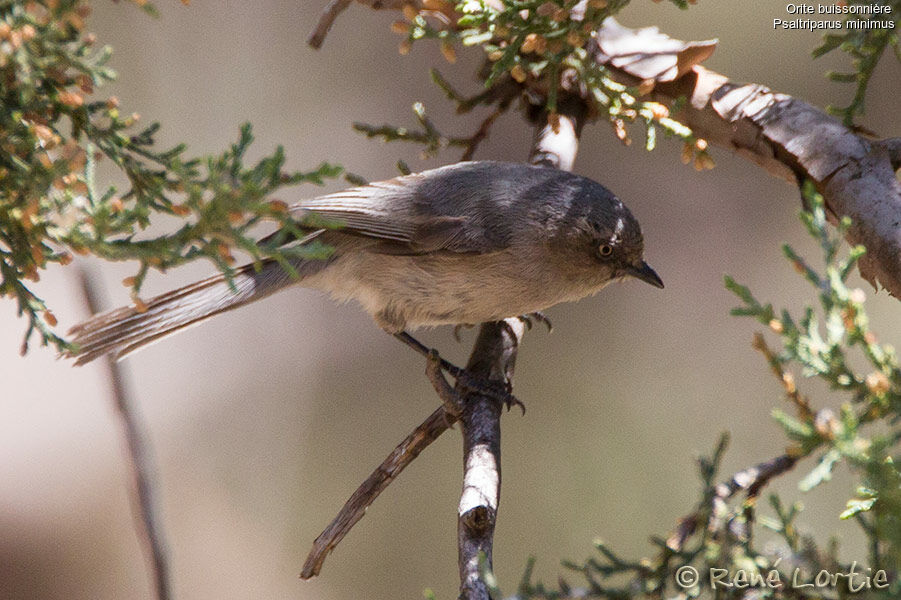 American Bushtit female adult, identification