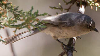 American Bushtit