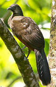 Grey-headed Chachalaca