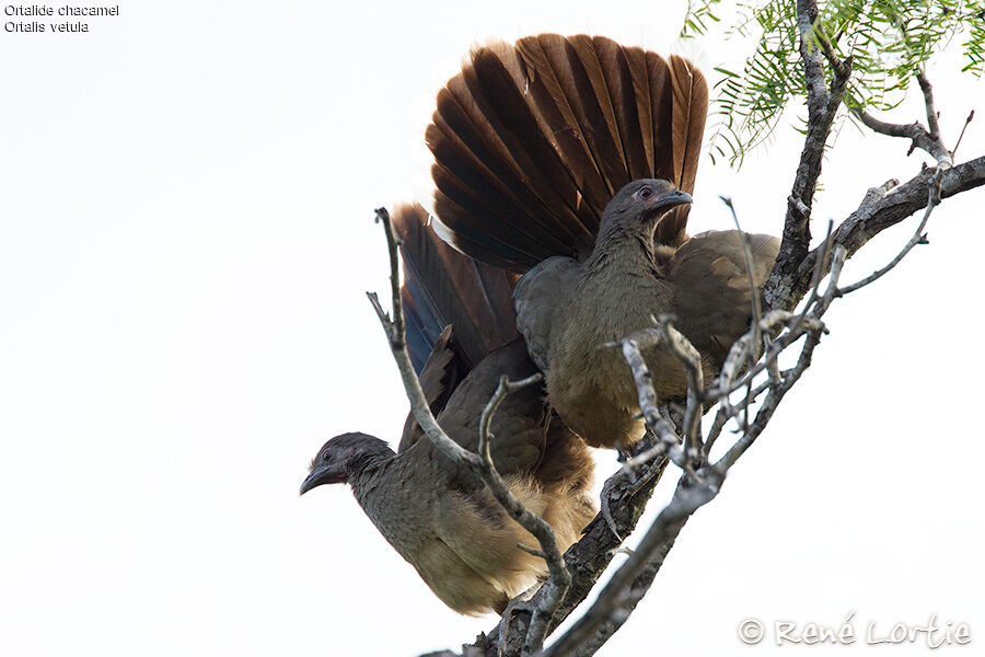 Plain Chachalaca , identification, Behaviour