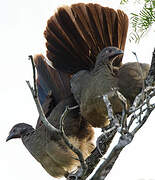 Plain Chachalaca