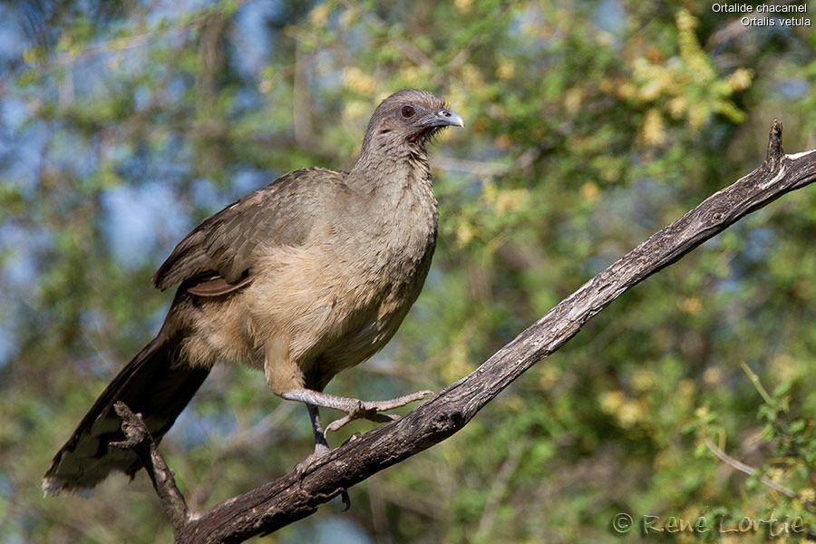 Plain Chachalaca male, identification