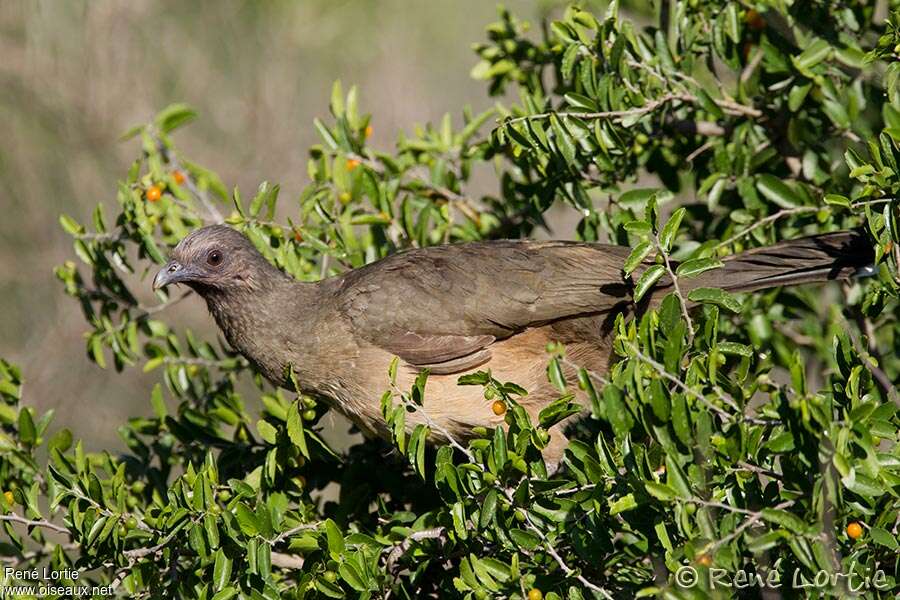 Ortalide chacameladulte, identification