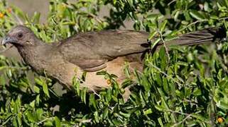 Plain Chachalaca