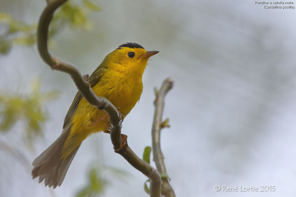 Wilson's Warbler male adult, identification