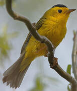 Wilson's Warbler