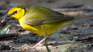 Hooded Warbler