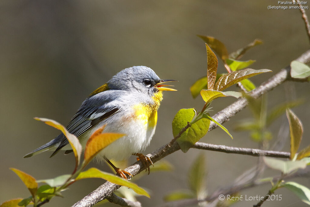 Northern Parula male adult, identification