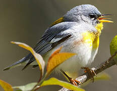 Northern Parula