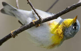 Northern Parula