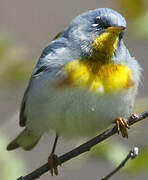 Northern Parula