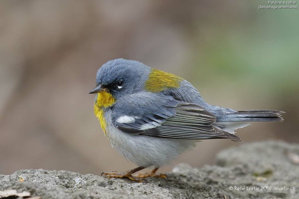 Northern Parulaadult, close-up portrait