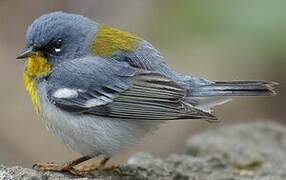 Northern Parula