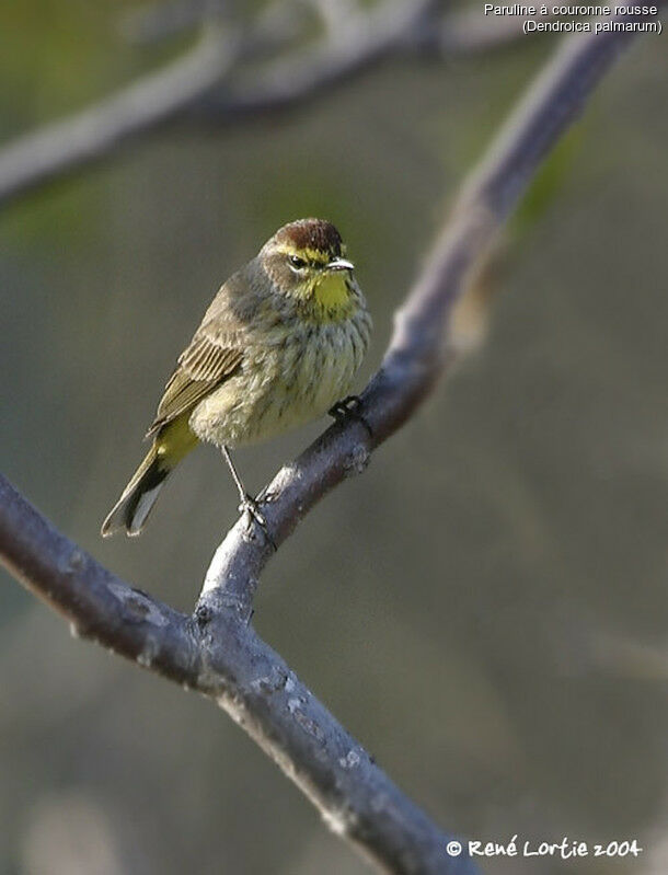 Palm Warbler