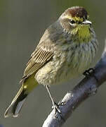 Palm Warbler