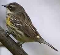 Myrtle Warbler