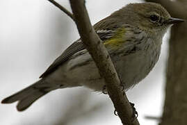 Myrtle Warbler