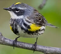 Myrtle Warbler