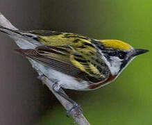 Chestnut-sided Warbler