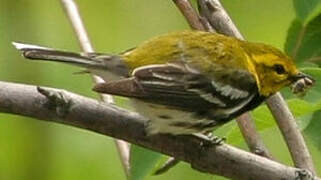 Black-throated Green Warbler