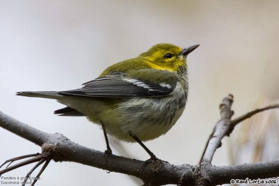 Black-throated Green Warbler