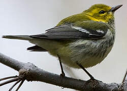 Black-throated Green Warbler