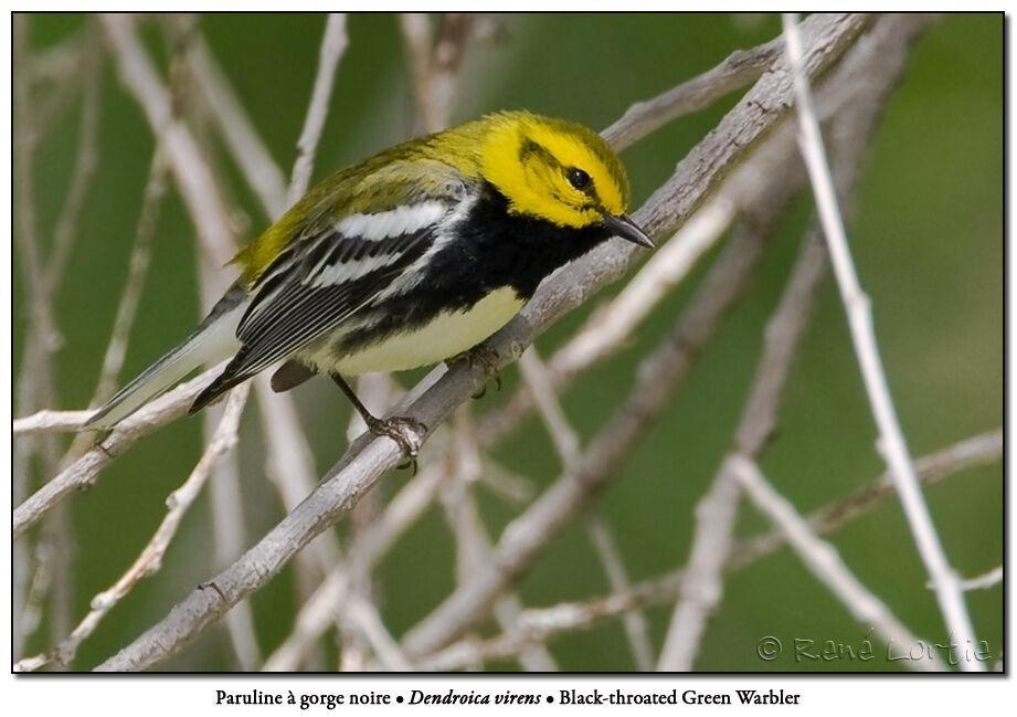 Black-throated Green Warbler male adult breeding