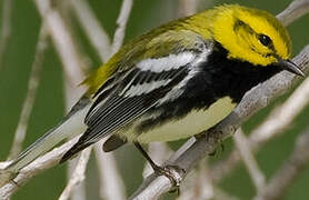 Black-throated Green Warbler