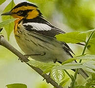 Blackburnian Warbler