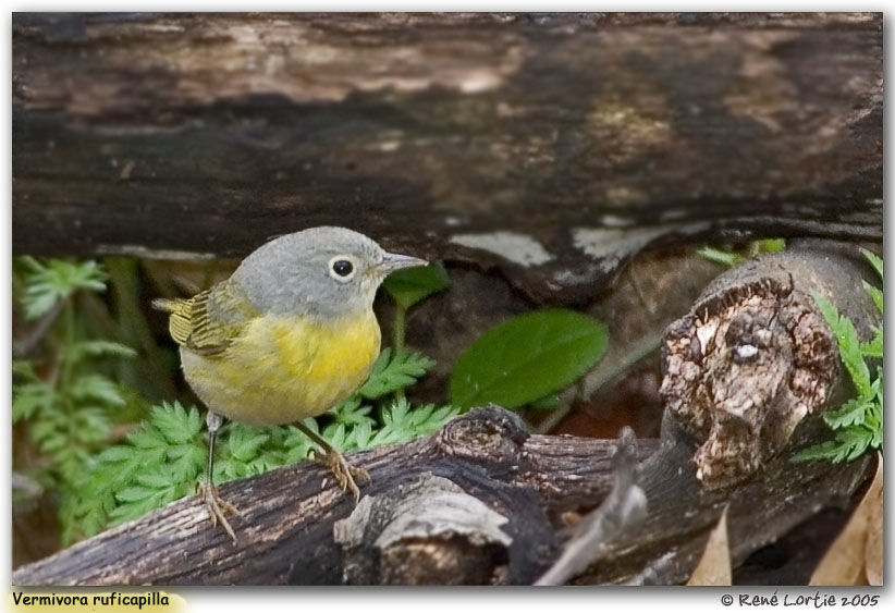 Nashville Warbler