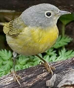 Nashville Warbler