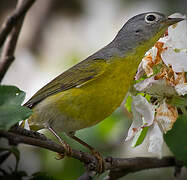 Nashville Warbler