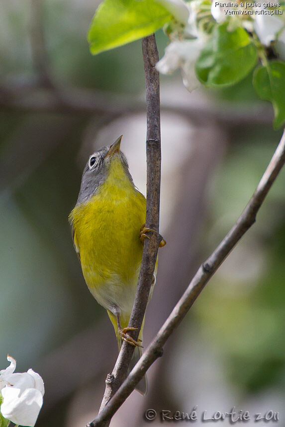 Nashville Warbleradult, identification